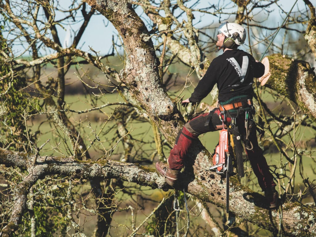 vector rope accss tree services